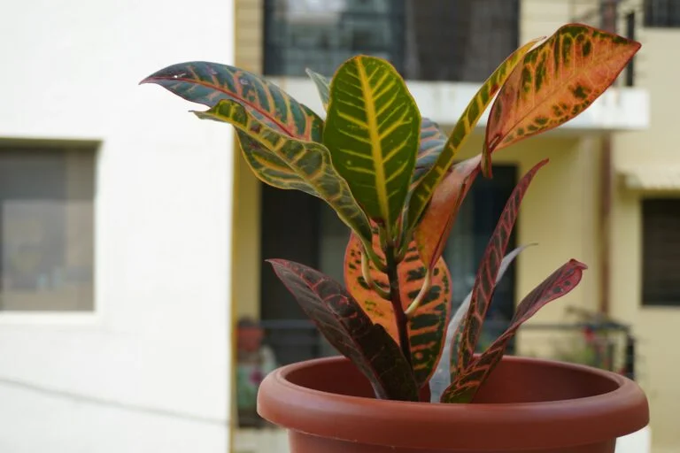 Croton Plant Care: How to Keep Those Wild Colors From Turning Into a Sad Brown Mess