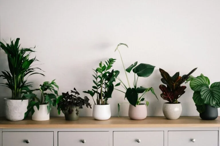 5 Super Easy Houseplants That You Need At Home