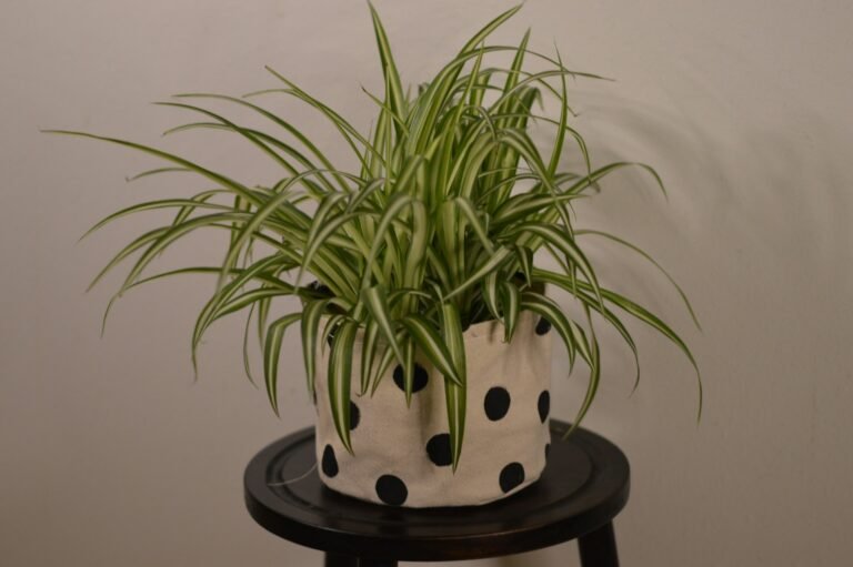Spider Plant Care: How to Grow, Propagate, and Fix Brown Tips