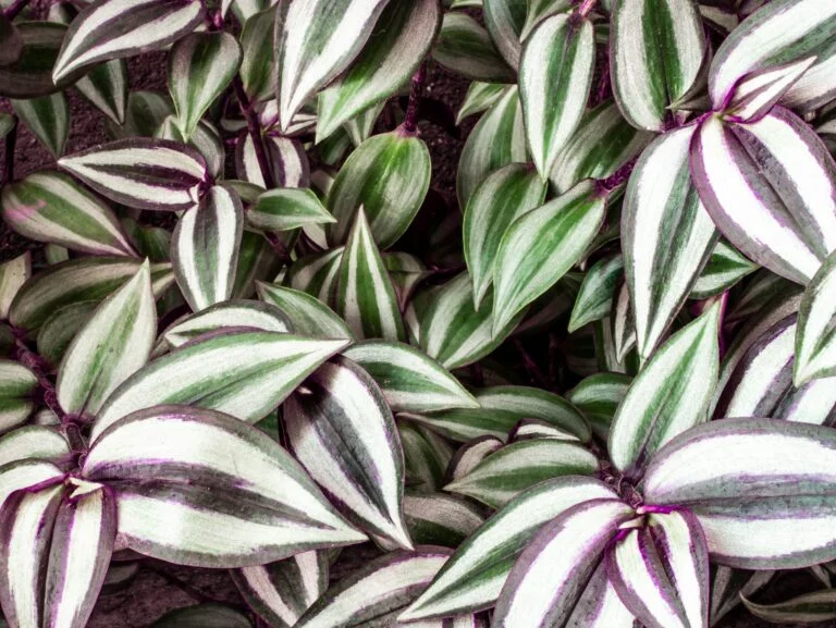 Tradescantia Zebrina Care: The Fast-Growing, Silver-Purple Showoff That Never Shuts Up