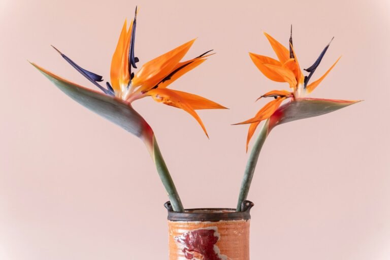 Bird of Paradise Indoor Care: How to Grow a Tropical Statement Plant at Home