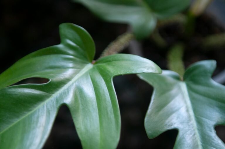 Philodendron Care Guide: Your Versatile Vining or Upright Friend