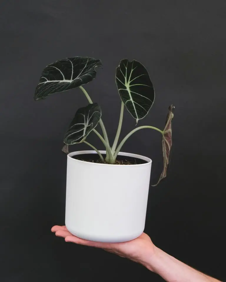 Alocasia Care Indoors: What to Do When Your Elephant Ear Starts Throwing a Fit