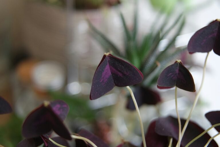 Oxalis Plant Care: The Most Dramatic Little Plant You’ll Ever Love