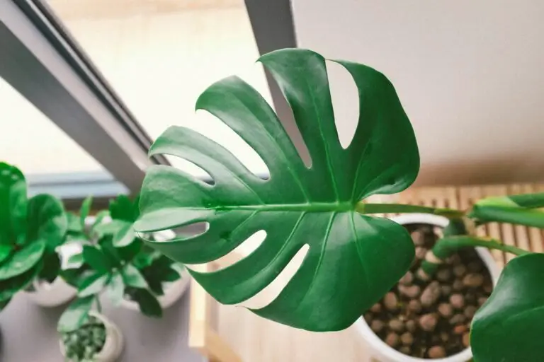 7 Common Monstera Deliciosa Problems and How to Fix Them