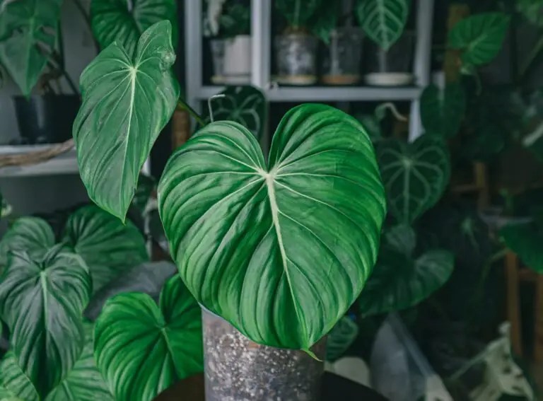 Philodendron Plant Care: Watering, Light, and Growth Tips