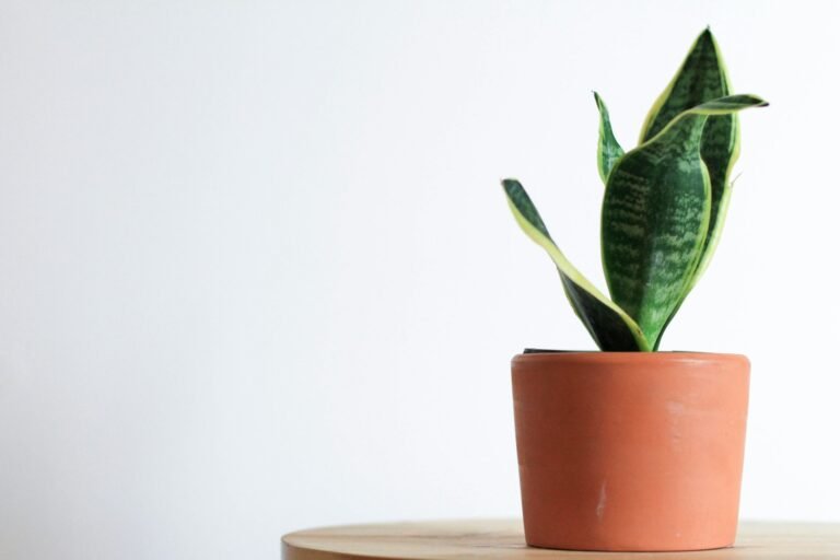 Snake Plant: The Plant You Can’t Kill (Probably)