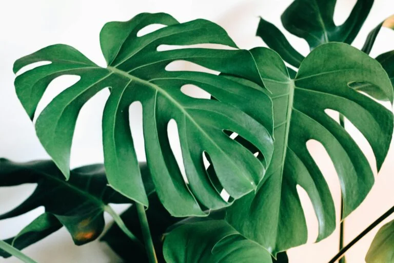 7 Tips to Save Your Monstera Before It’s Too Late