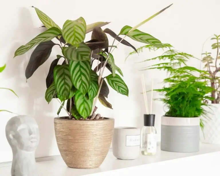Calathea Plant Care Indoors: How to Keep This Drama Queen Happy