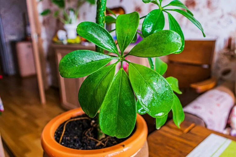 7 Must-Know Tips for Schefflera Plant Care (a.k.a. the Umbrella Plant)