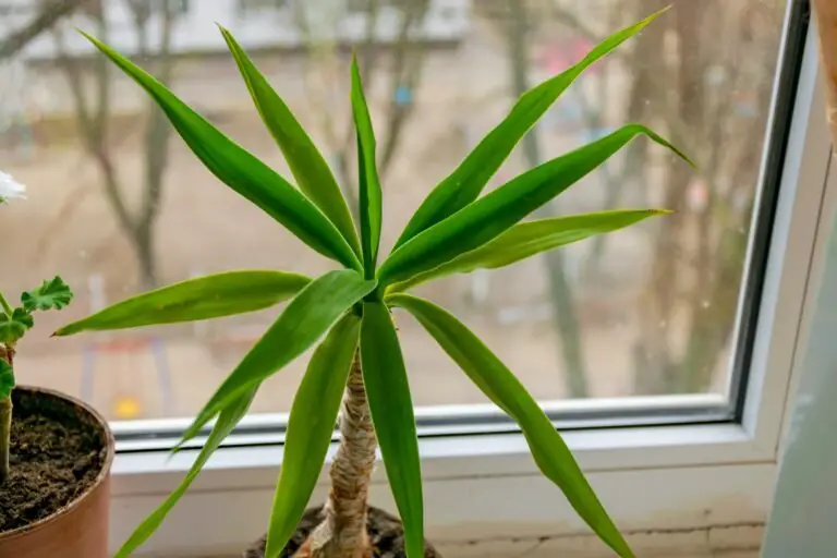 7 Dracaena Care Tips for a Healthier, Happier Plant