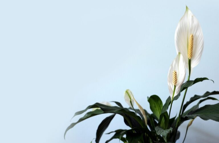 Peace Lily Care Indoors: 6 Tips for Thriving Blooms and Leaves
