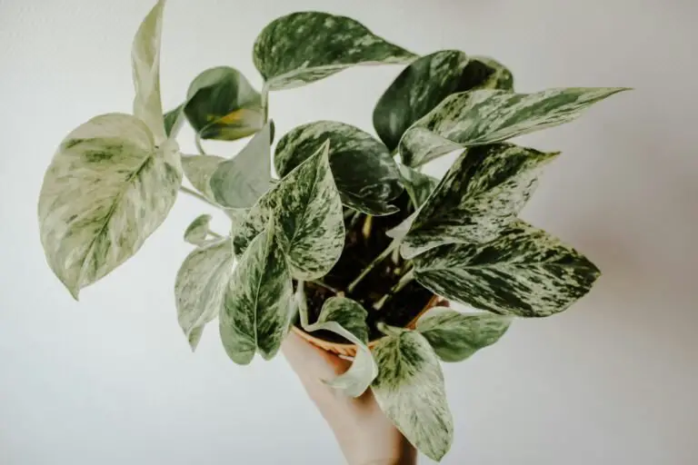 Pothos Care Guide: Your New Plant Bestie