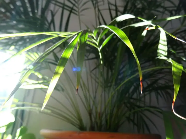 Kentia Palm Care: The Low-Key Luxury Plant That Won’t Judge Your Lighting Situation