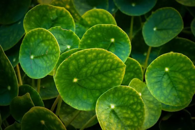 Chinese Money Plant Care Guide: The Quirky, Coin-Leafed Darling