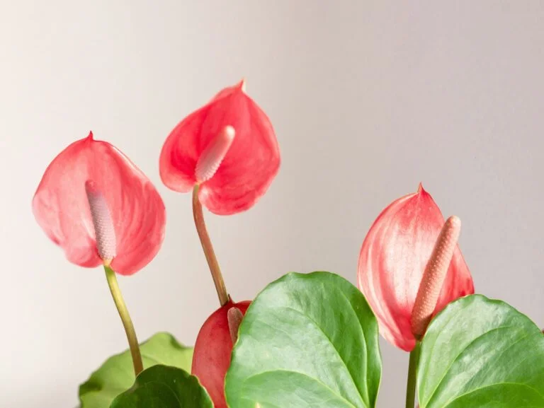 Anthurium Plant Care: How to Keep Those Glossy Red Blooms Coming Back