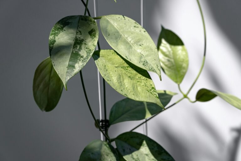 Hoya Plant Care: The Easiest Way to Grow a Living Necklace of Waxy Green Magic