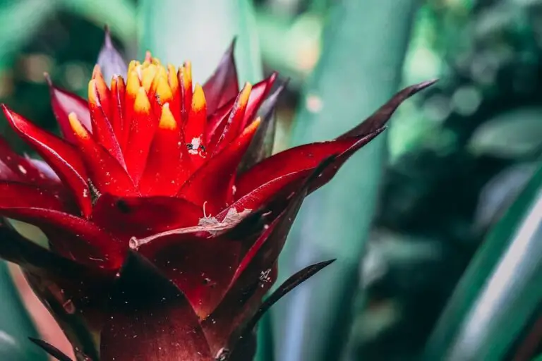 Bromeliad Plant Care: How to Keep This Tropical Showoff Blooming and Bold