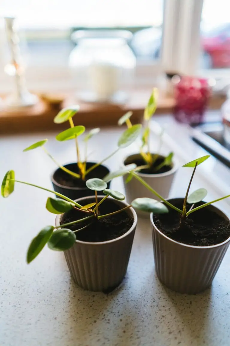 Chinese Money Plant Care: Why It’s Drooping and How to Fix It