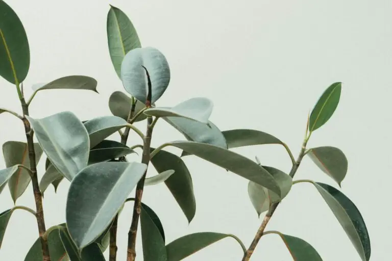 Rubber Plant Care Guide: Your Bold, Beautiful Statement Piece
