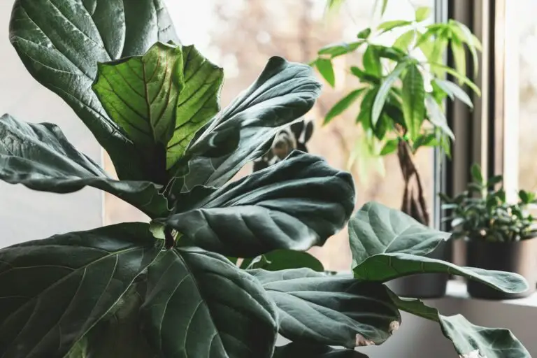 Fiddle Leaf Fig Care: 5 Mistakes That Are Killing Your Plant