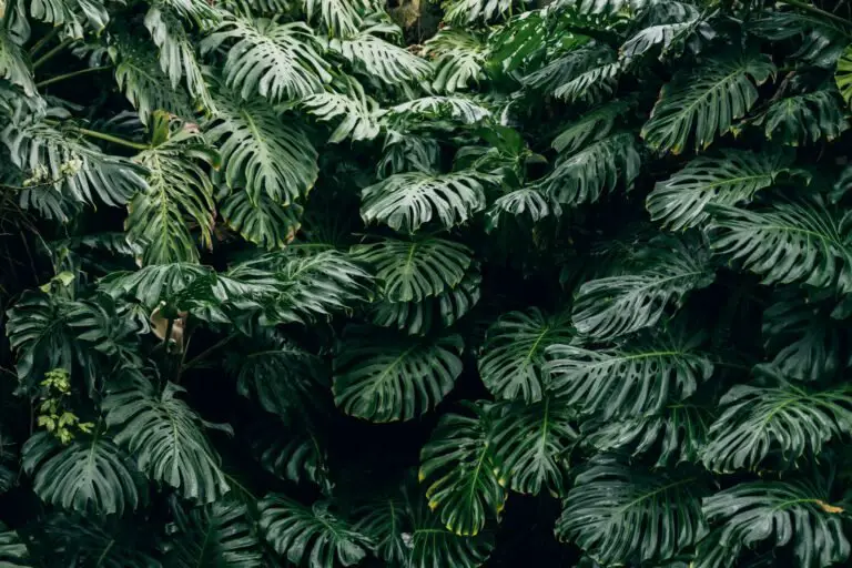 Monstera Deliciosa: The Houseplant That Makes You Look Like You Know What You’re Doing