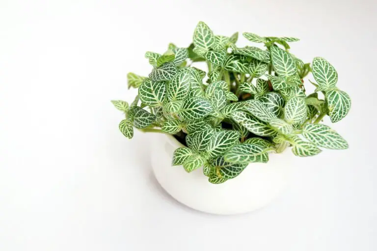 Fittonia Plant Care: Why It Faints Dramatically—Then Springs Back to Life